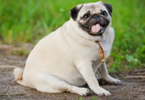 Ожирение у собак: причины, опасные последствия ожирения, как помочь собаке похудеть