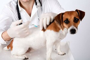 Как ухаживать за собакой после прививки