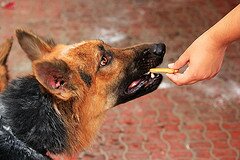 Как отучить собаку брать еду у посторонних