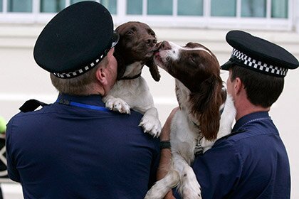Служебные собаки Великобритании будут получать пенсию от государства