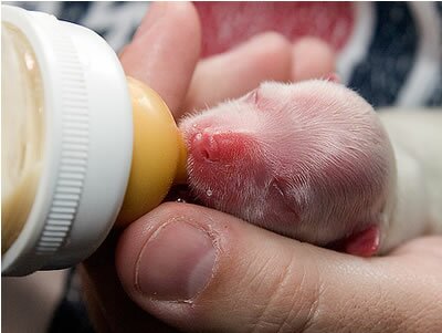 как ухаживать за новорожденными щенками в первые две недели жизни