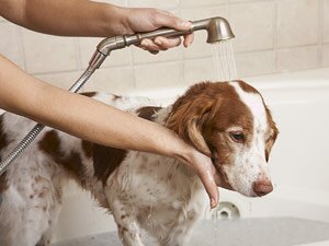 Как мыть собаку в ванне – полезные советы для собаководов
