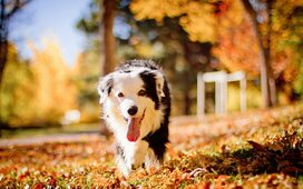 Как ухаживать за собакой осенью