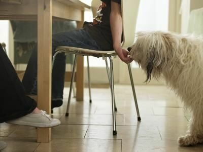 Как отучить собаку попрошайничать у стола