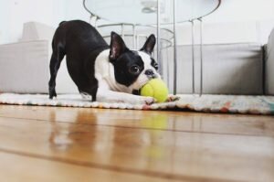 Развивающие игрушки для собак: что нужно вашему питомцу